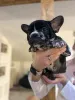 Дополнительные фото: Эксклюзив! Щенки французского бульдога.