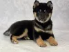 Фото №2 к объявлению №165432 о продаже сиба-ину - купить в Австрии частное объявление, заводчик