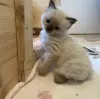 Дополнительные фото: Ragdoll Kitten