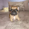 Фото №3. Маленького щенка французского бульдога отдам.  Бельгия
