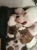 Дополнительные фото: Amerikanische Bulldogge, Nicht xl