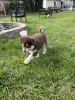 Фото №4. Продажа аляскинского маламута в Амитивилль частное объявление - цена 60212₽