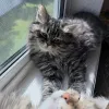 Фото №3. Доступны исключительные сибирские кошки, любящие, здоровые и выращенные в семье.. Чехия