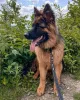 Фото №3. Мужские и женские немецкие щенки овчарки.  Германия