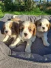 Фото №1. американский кокер-спаниель, английский кокер-спаниель, английский спрингер-спаниель, вельш-спрингер-спаниель, ирландский водяной спаниель, кавалер-кинг-чарльз-спаниель, кинг-чарльз-спаниель, кламбер-спаниель, русский охотничий спаниель, тибетский спаниель - купить в Стокгольм за 102044₽. Объявление №175521