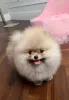 Фото №1. померанский шпиц - купить в Берлине за 37107₽. Объявление №164739