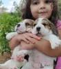 Фото №3. Beagle Puppy.  Германия