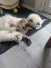 Фото №3. Ragdoll Kittens 3 мужчины на продажу. Румыния