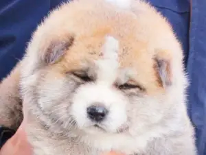 Дополнительные фото: Щенки японской Акита Ину хатико