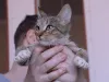 Дополнительные фото: Умная, ласковая, полосатая кошечка ищет дом.