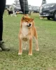 Дополнительные фото: Щенок сиба-ину