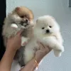 Фото №3. Szczenięta pomeraniana do adopcji..  Польша