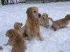 Фото №3. Очаровательные щенки золотистого ретривера готовы переехать в любящий дом.  Германия