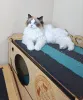 Дополнительные фото: Красивый голубоглазый кот рэгдолл, 18 месяцев, великолепная пушистая шерсть