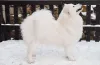 Дополнительные фото: Samoyed FCI Puppies после чемпиона