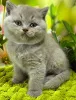 Фото №1. британская короткошёрстная - купить в Брук Дер Мур за 32468₽. Объявление №171172