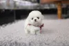 Фото №1. бишон фризе - купить в Индиана за Бесплатно. Объявление №155042