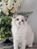 Фото №3. Великолепные котята рэгдолл, мягкие, как шелк, сладкие, как сахар!. Швейцария