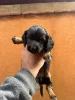 Дополнительные фото: Длинные мини-щенки