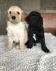 Дополнительные фото: Щенки AJ Mini Golden Doodle уже доступны!