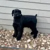 Фото №1. ризеншнауцер - купить в Кампания De Berchtesgaden за 44934₽. Объявление №172792