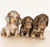 Дополнительные фото: Nuttede gradhunde hvalpe soger et kærligt hjem for altid