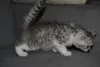 Дополнительные фото: Породные Шотландские котята