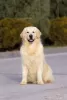 Дополнительные фото: Golden retriever. Boy.