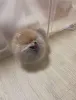 Дополнительные фото: Adorable pomeranian