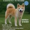 Фото №2 к объявлению №69446 о продаже акита-ину - купить в Сербии заводчик
