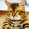 Дополнительные фото: Бенгалская кошка bengal cat
