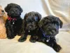 Фото №3. Toy Schnoodle Puppies ( Schnauzer X Toy Poodle.  Австрия