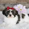 Дополнительные фото: Щенки Shihtzu доступны для усыновления в