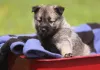 Дополнительные фото: Purebred Spitz Puppies доступно для здоровья проверено и хорошо социализировано