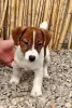 Фото №3. Cuccioli di Джек-рассел-терьер в вендите.  Италия