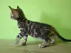 Дополнительные фото: Bengal Male