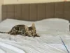Дополнительные фото: Шикарный Бенгальский мальчик в разведение