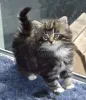 Фото №3. Noorse Boskattenkittens te koop. Бельгия