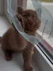 Фото №3. Классический полосатый британский короткошерстный котенок Умный и интересный. Германия