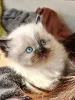 Дополнительные фото: Registrierte reinrassige Ragdoll-Kätzchen