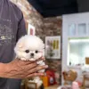 Дополнительные фото: Щенок Мальтийской болонки доступен для усыновления