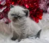 Фото №3. Разноцветные британские короткошерстные котята. Великобритания