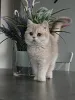 Фото №3. Котята Шиншиллы идеальное сочетание красоты и доброго темперамента.. Германия