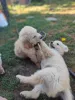 Фото №3. Adorables chiots Золотистый ретривер cherchent une famille aimante.  Франция