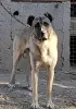Фото №1. анатолийская овчарка - купить в Kragujevac за договорная. Объявление №154594