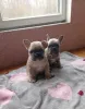 Дополнительные фото: Красивые малыши французский бульдог.