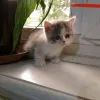 Дополнительные фото: Очаровательный котенок Munchkin для усыновления
