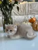 Фото №1. британская короткошёрстная - купить в Энсхеде за договорная. Объявление №178095