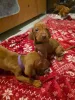 Фото №3. Beautiful Hungarian Vizsla Puppies Looking for Their Forever Homes!.  Гонконг