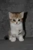 Дополнительные фото: Шотландская кошечка в мраморном окрасе
